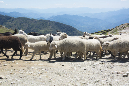群羊在山中