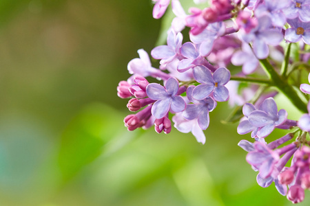 紫丁香鲜花与水珠