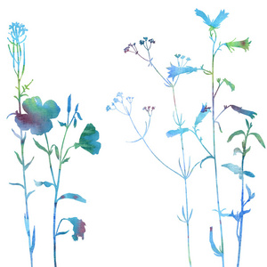 用绘图的香草和花朵背景