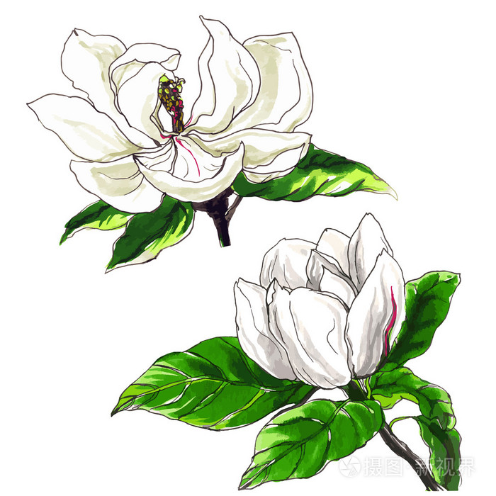 装饰的玉兰花集