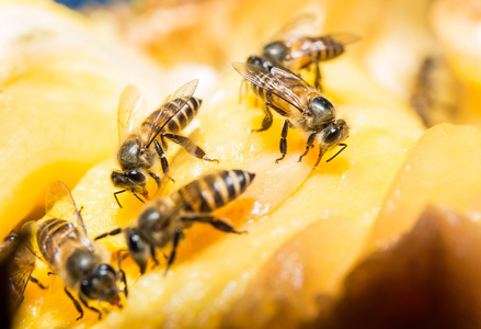 蜜蜂收集甜