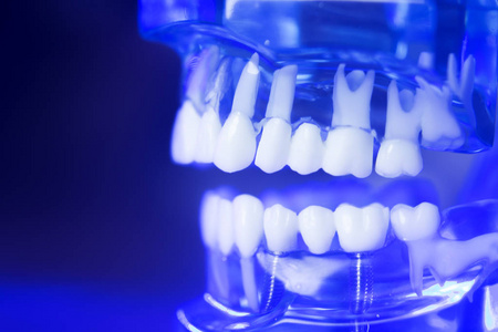 牙科牙齿临床模型图片