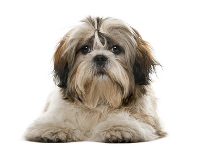 西施犬图片大全