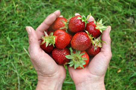 红草莓的双手