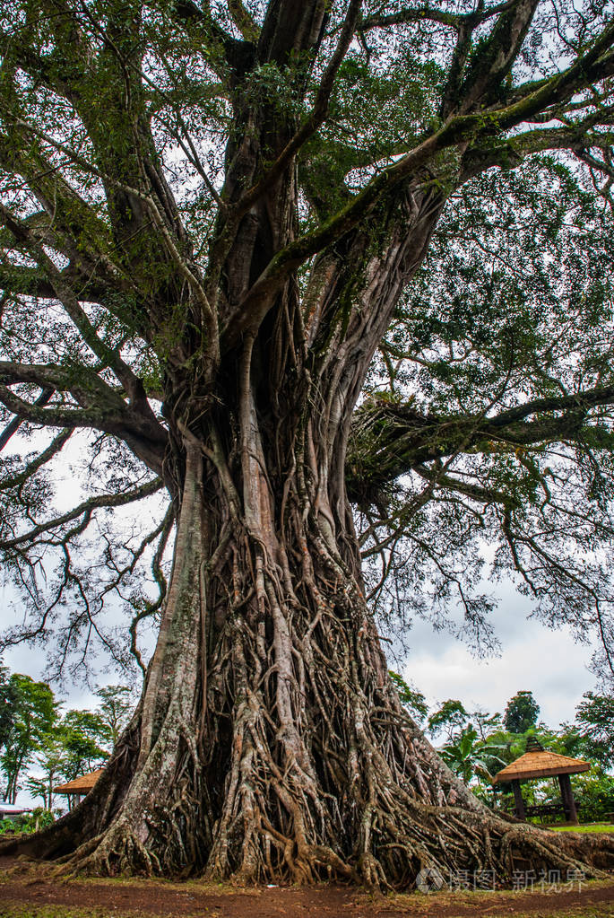 非常庞大,巨树在菲律宾,绿叶与根内格罗斯岛,坎拉翁