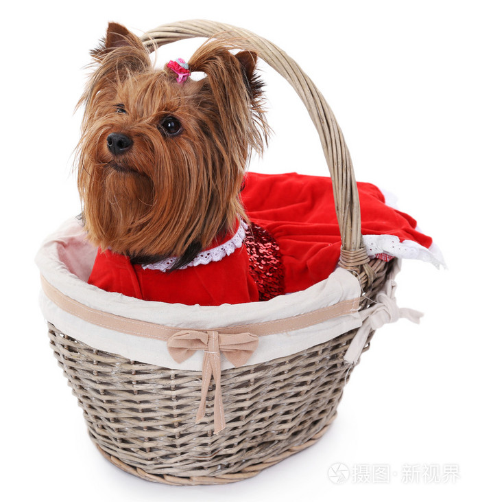 在上白色孤立的柳条篮子里的可爱约克夏犬。