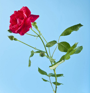 红玫瑰在蓝色背景上的水珠图片
