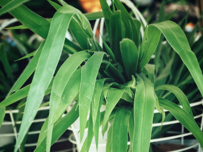 关闭根在货架上的绿色香根草叶关闭视图照片