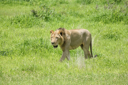 非洲大草原野生危险哺乳动物狮子肯尼亚