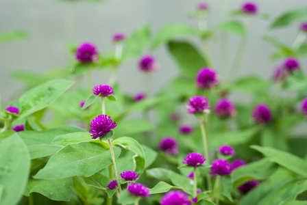 世界各地苋菜或 gomphrena 棕囊藻花