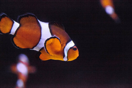 小丑鱼，Amphiprioninae，在海洋的鱼和珊瑚礁水族馆