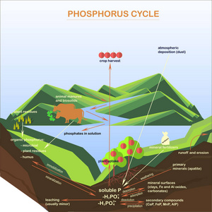 生态系统磷循环示意图图片