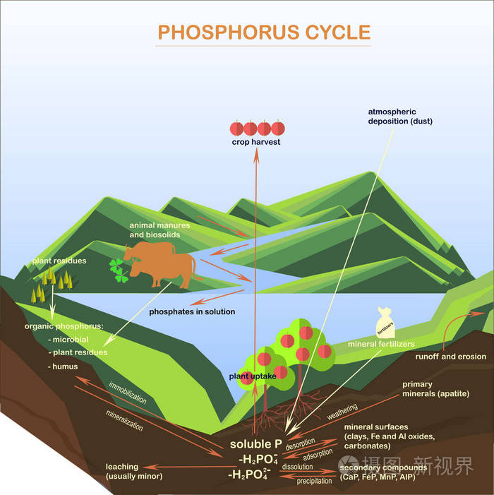 磷循环示意图图片