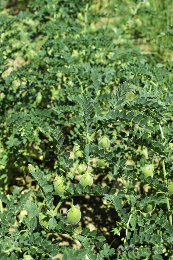 px发票合同问题/豌豆新鲜植物营养鹰嘴豆原料蔬菜查看作者其他作品