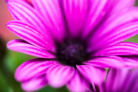 紫色的小花的 osteospermum