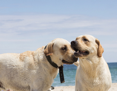 两只海滩上的拉布拉多犬