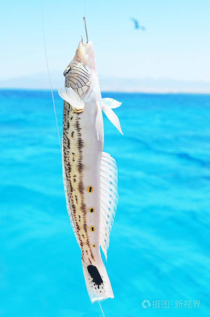 外来鱼的大海背景