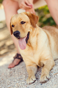 美丽的年轻女孩的肖像与她的狗拉布拉多猎犬户外在夏季美丽的公园