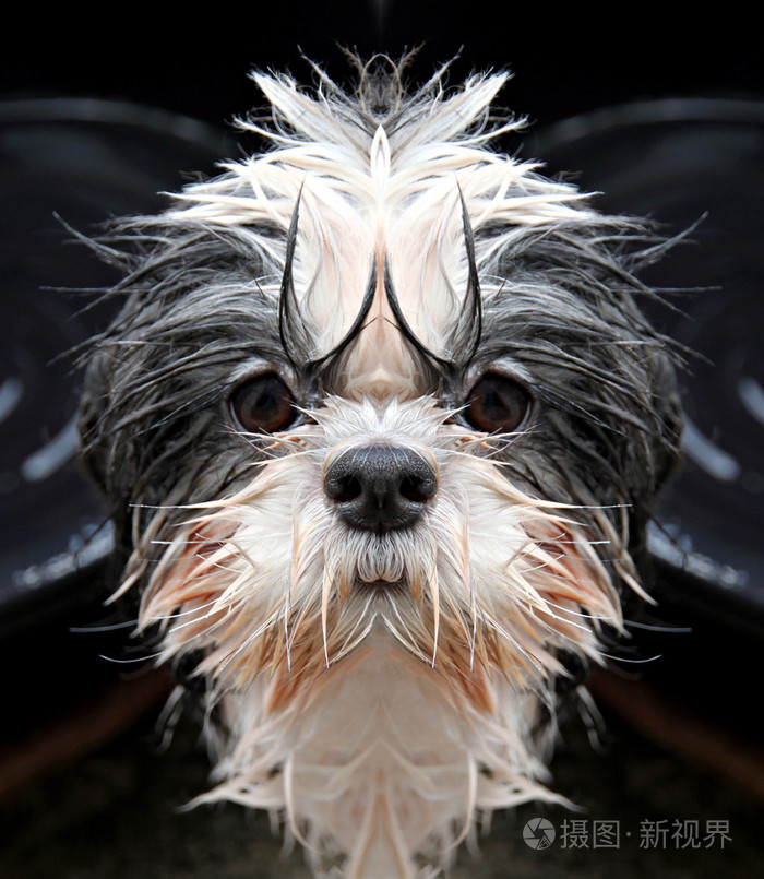 西施狗盯着相机照片-正版商用图片0d4dxe-摄图新视界