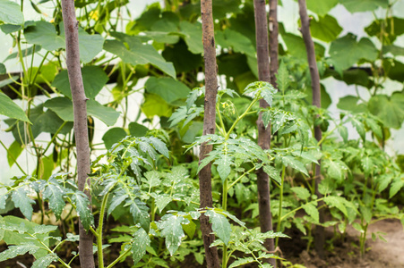 在温室里种植西红柿和黄瓜图片