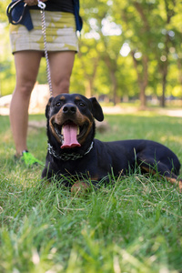 罗威纳犬在公园散步