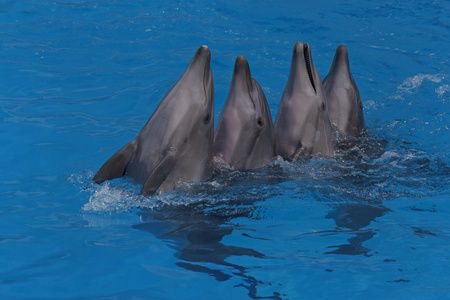 四个舞蹈海豚图片