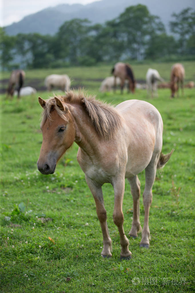 在夏季北海道马