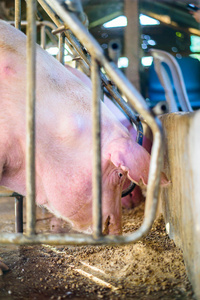 泰国农场 养猪 焦点眼猪
