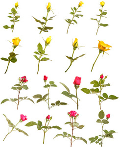 字段组植物chamerion 杂草丛生 柳叶草药 鼠尾草 红三叶草 穆斯卡里 菊苣 蒲公英 耧kosmos 花 柳 相似素材图片 摄图新视界