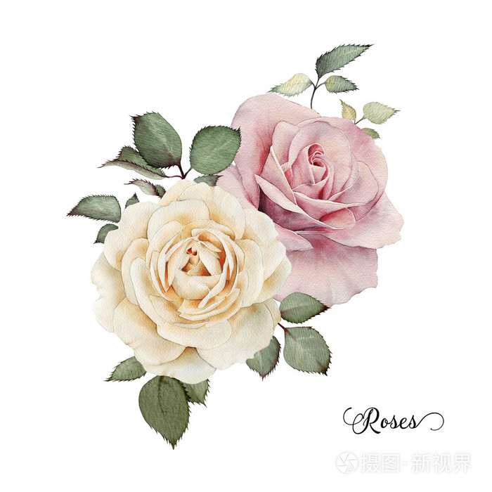 蔷薇花束水彩可用作贺卡照片 正版商用图片0d4n31 摄图新视界