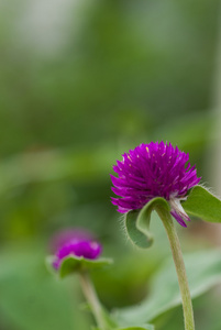 世界各地苋菜或 gomphrena 棕囊藻花