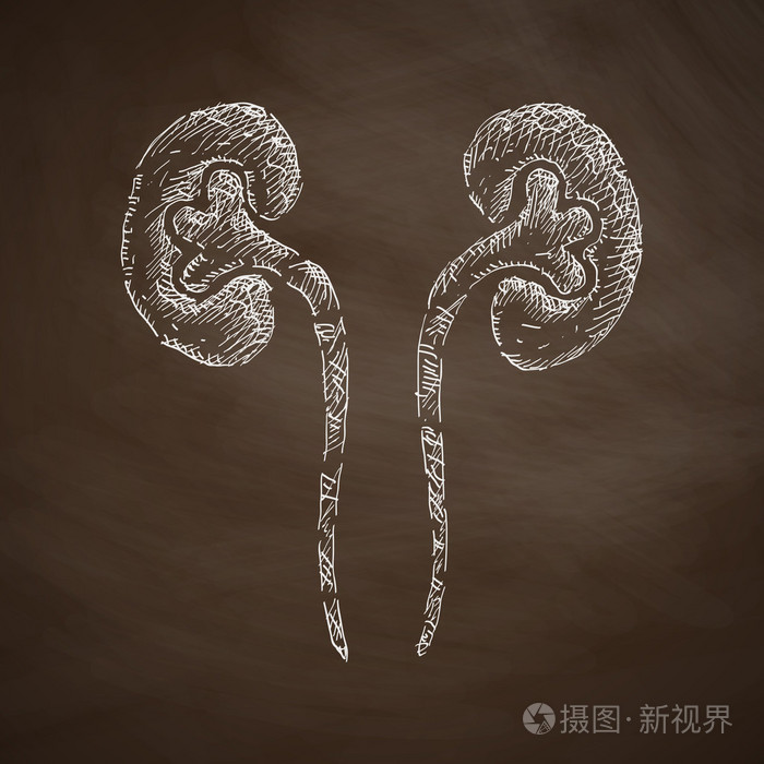 手工绘制的肾脏图标