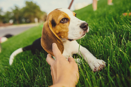 绿色草地上的狗。小猎犬小狗走