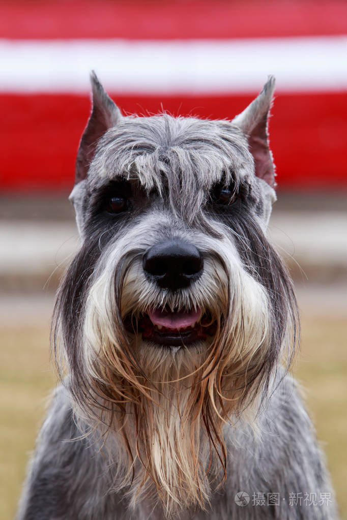狗的品种迷你雪纳瑞