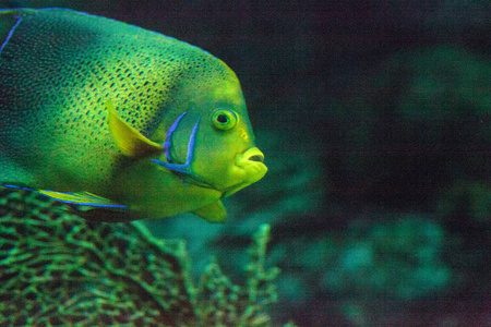 半圆形神仙鱼 Pomacanthus semicirculatus