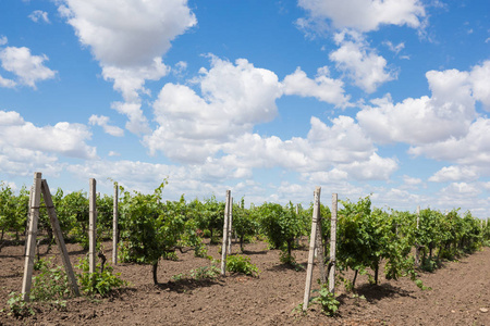 葡萄园，葡萄树，绿色的葡萄成熟，在蓝蓝的天空中美丽的云彩