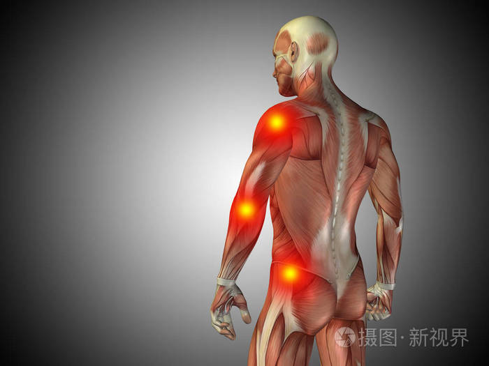 男性的上半身解剖照片 正版商用图片0d56dn 摄图新视界 男性的上半身解剖照片 正版商用图片0d56dn 摄图新视界
