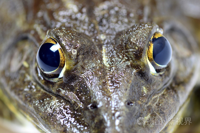 青蛙极端封闭的眼