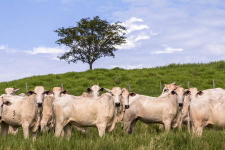 群罗门牛在牧场放牧