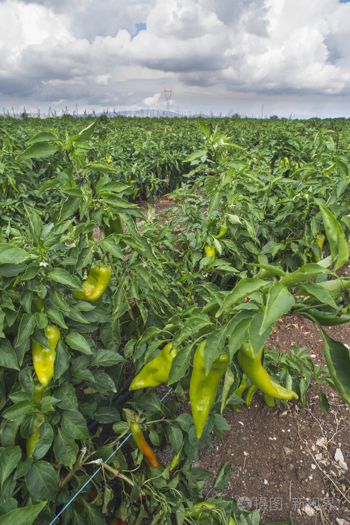 字段中的辣椒种植园