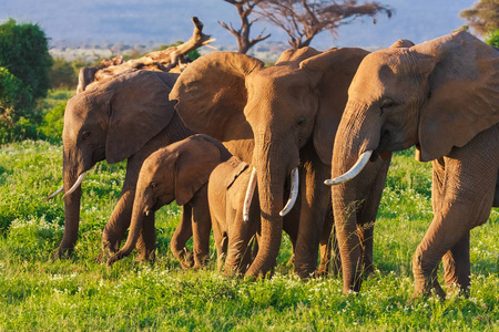 Elephats 集团在热带稀树草原的安博塞利。肯尼亚非洲