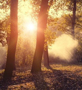 秋天的树林，在夕阳的光线。美丽的大自然背景