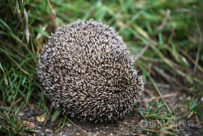 刺猬在森林小路上的后卷曲球