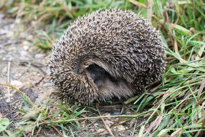 刺猬在森林小路上的后卷曲球