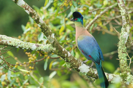 坐在树上的紫冠 turaco