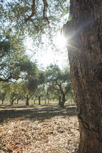 橄榄树和阳光