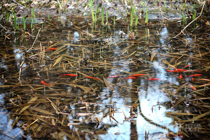 在池塘里的鱼