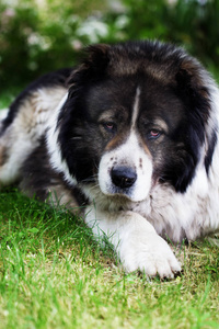 成人高加索牧羊犬图片