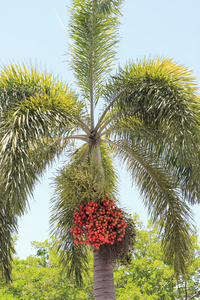 棕榈树与它深红色的果实图片