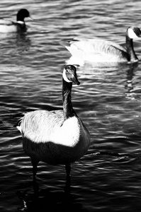 黑色和白色的加拿大鹅的特写镜头